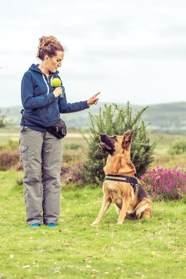 Best Rated Dog Training Near Me Best Rated Dog Training Near Me