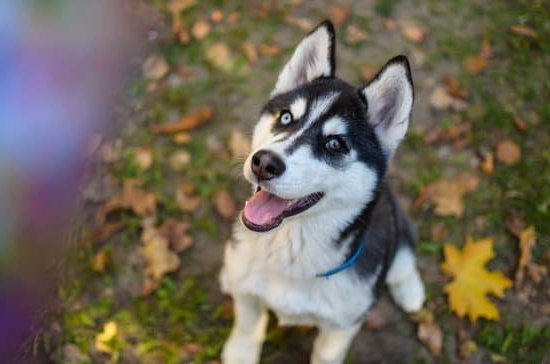 Best Resources For Dog Training