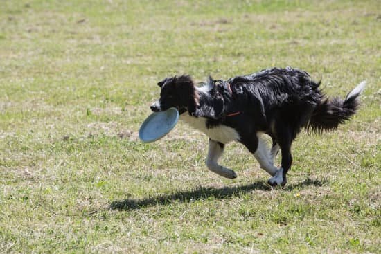 Best service dog training near me every day interests