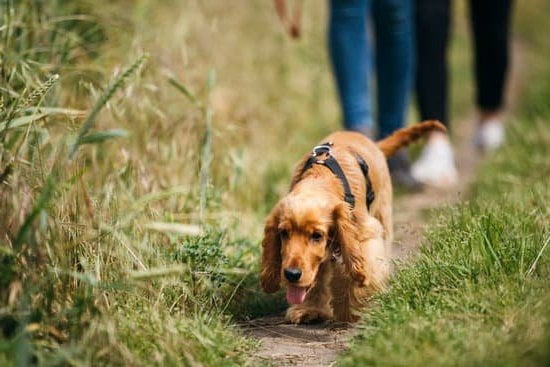 Best Shock Collar For Training Large Dogs Best Shock Collar For Training Large Dogs