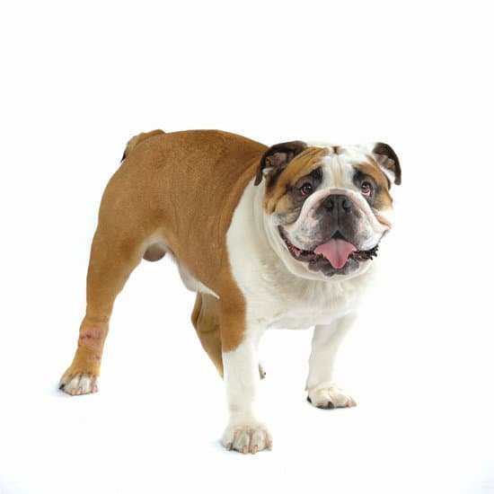 Best Small Dog Training Collar Reviews