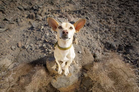 Best Soft Dog Training Treats Best Soft Dog Training Treats
