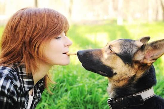 Best Things To Train A Dog 1 Best Things To Train A Dog