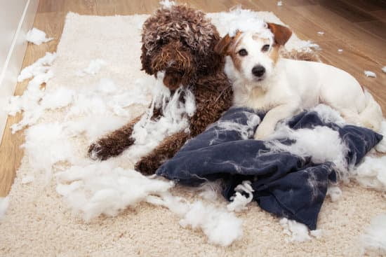 Best Time To Potty Train A Dog Best Time To Potty Train A Dog