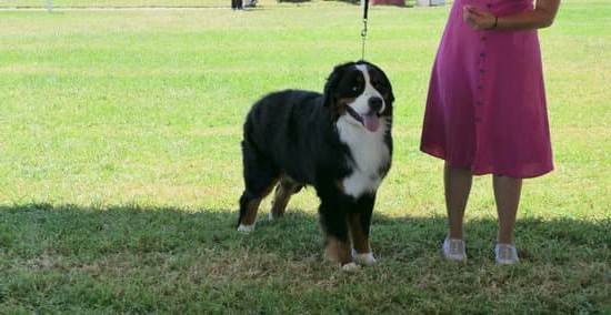 Best Training Collars For Large Dogs 1 Best Training Collars For Large Dogs