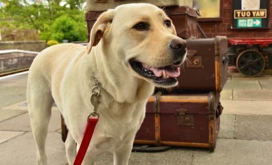 Best Training Leash For Large Dogs Best Training Leash For Large Dogs