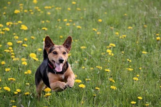 Best Training Leash For Small Dogs Best Training Leash For Small Dogs