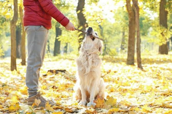 Best Two Dog Training Collar