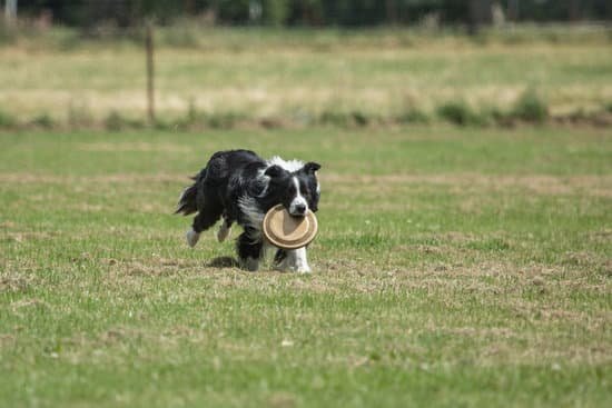 Best Way To Crate Train A Dog With Separation Anxiety Best Way To Crate Train A Dog With Separation Anxiety