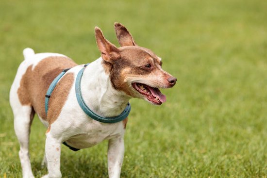 Best Way To Train A Dog To Go Outside Best Way To Train A Dog To Go Outside