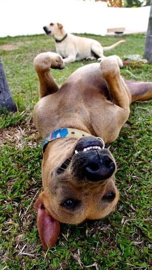 Best Way To Train An Older Dog Best Way To Train An Older Dog