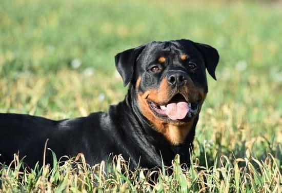 Best Way To Train Dogs