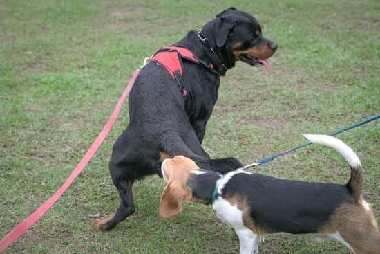 Bodhi Dog Potty Training Spray Reviews Bodhi Dog Potty Training Spray Reviews