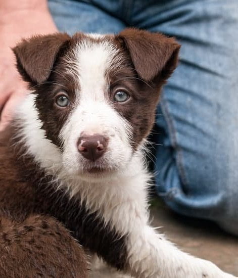 Cabela'S Dog Training Collars Cabela’S Dog Training Collars