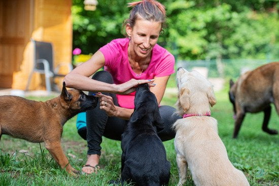 Can A Aggressive Dog Be Trained 1 Can A Aggressive Dog Be Trained