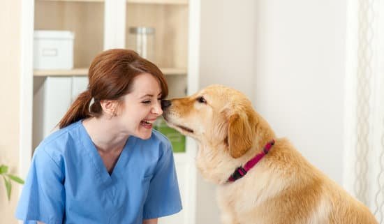 Can A Border Collie Be Trained As A Hunting Dog