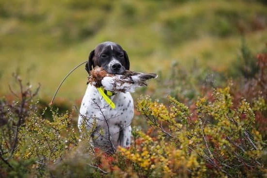 Can A Dog Be Trained To Not Chase Cats Can A Dog Be Trained To Not Chase Cats