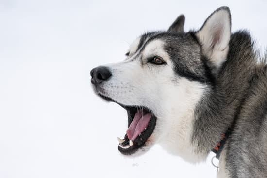 Can A Dog Be Trained To Poop In One Spot Can A Dog Be Trained To Poop In One Spot
