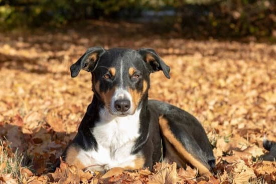 Can A Dog Train Another Dog Can A Dog Train Another Dog