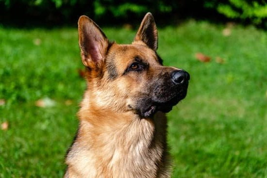 Can A Five Year-Old Dog Be Trained 1 Can A Five Year-Old Dog Be Trained