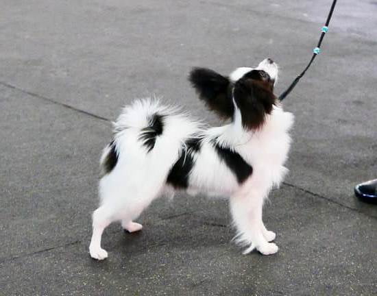 Can A Kid Be A Dog Trainer