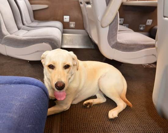 Can A Labrador Be Trained As A Guard Dog Can A Labrador Be Trained As A Guard Dog