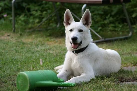 Can A Man Win A Fight Against A Trained Dog Can A Man Win A Fight Against A Trained Dog
