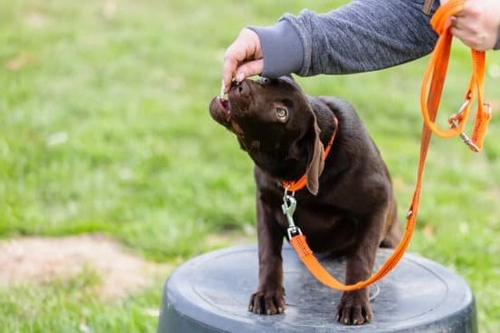 Can A Service Dog In Training Go Anywhere Can A Service Dog In Training Go Anywhere