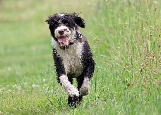Can A Trainer Help Dogs With Anxiety 1 Can A Trainer Help Dogs With Anxiety
