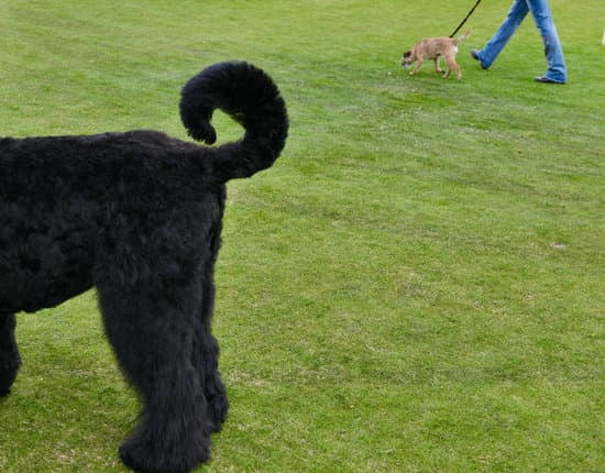 Can An Unneutered Dog Be Trained
