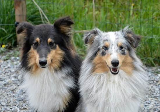 Can Beagles Be Trained As Bird Dogs 1 Can Beagles Be Trained As Bird Dogs