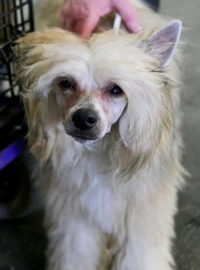 Can Deaf Dogs Be Trained To Come Can Deaf Dogs Be Trained To Come