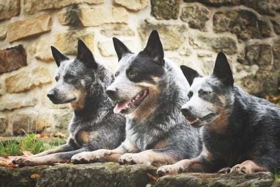 Can Dogs Be Trained To Smell Cancer 1 Can Dogs Be Trained To Smell Cancer