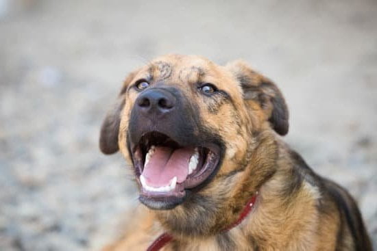 Can I Buy A Trained Therapy Dog Can I Buy A Trained Therapy Dog