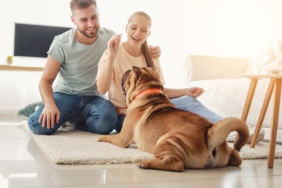 Can I Litter Train A Dog