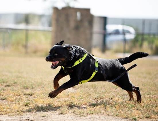 Can I Send My Dog Away For Training Can I Send My Dog Away For Training
