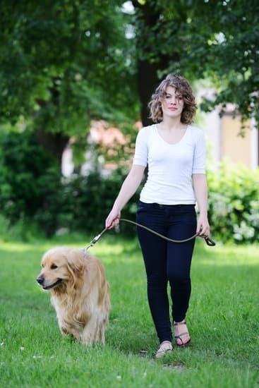 Can I Send My Dog Away To Be Trained Can I Send My Dog Away To Be Trained