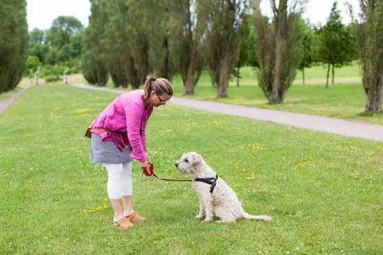 Can I Train A Dog To Use A Litter Box