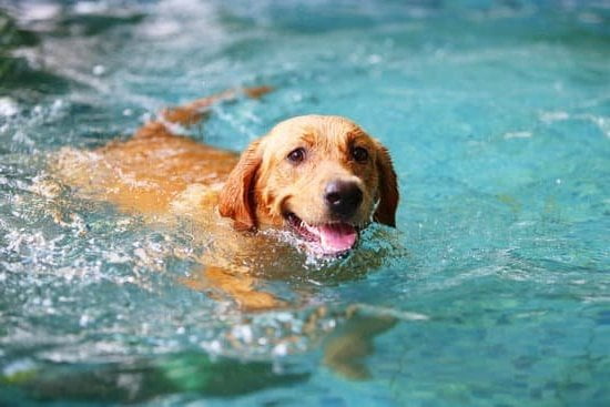 Can I Train A Service Dog Myself