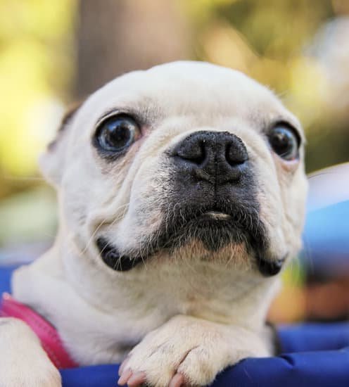 Can I Train My Puppy To Be A Service Dog Every Day Interests