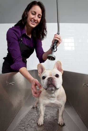 Can I Train Two Dogs At The Same Time 1 Can I Train Two Dogs At The Same Time