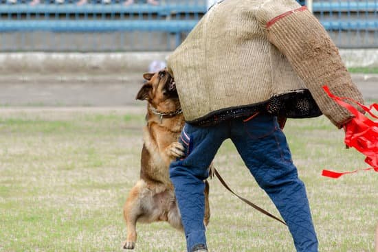 Can Someone Train My Dog For Me 1 Can Someone Train My Dog For Me