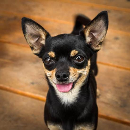 Can T Potty Train Dog