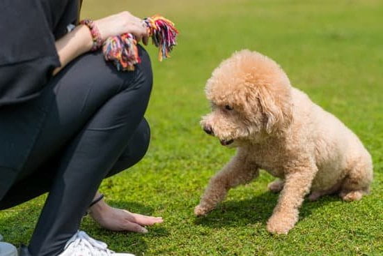 Can The Police Train My Dog 1 Can The Police Train My Dog