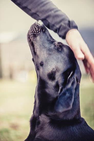 Can U Train A Dog At Any Age 1 Can U Train A Dog At Any Age