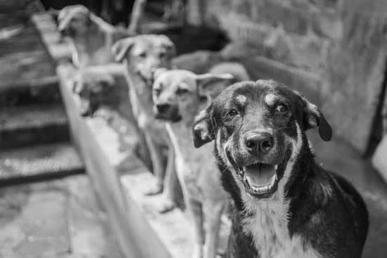 Can We Take Dog In Train In India Can We Take Dog In Train In India