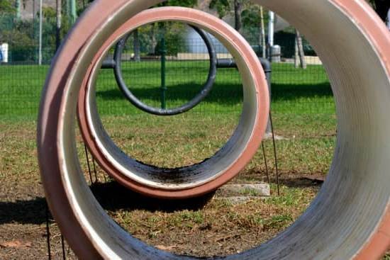 Can You Buy A Fully Trained Dog Can You Buy A Fully Trained Dog