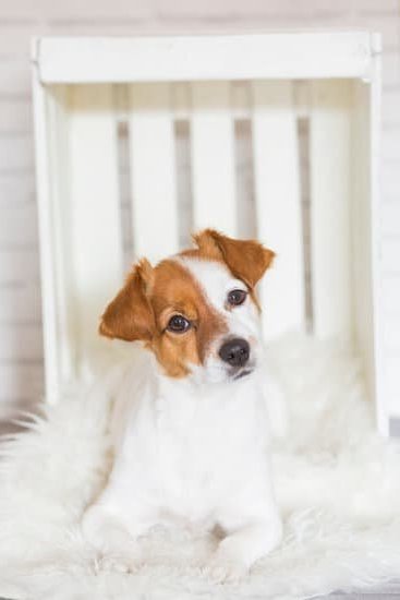 Can You Buy A Trained Therapy Dog Can You Buy A Trained Therapy Dog