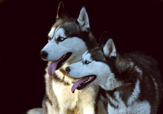 Can You Crate Train One Dog And Not The Other 1 Can You Crate Train One Dog And Not The Other