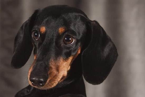 Can You Get Your Dog Trained As A Service Dog Can You Get Your Dog Trained As A Service Dog